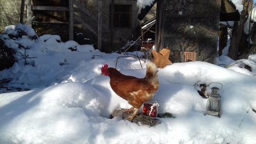 Spaziergang an einem sonnigen Wintertag