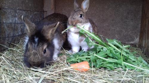 Stupsi und Schnuffi