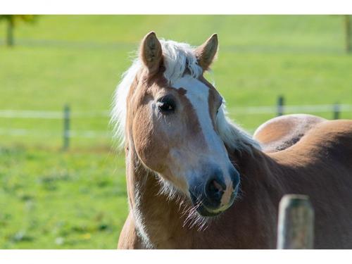 Unser Pferd