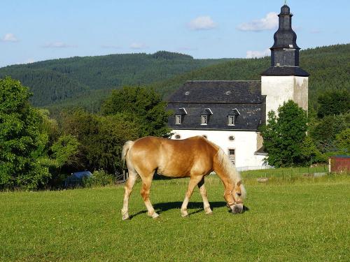 Haflinger Reiterhof in Meura