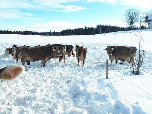 einwinterspaziergangunsererkhe