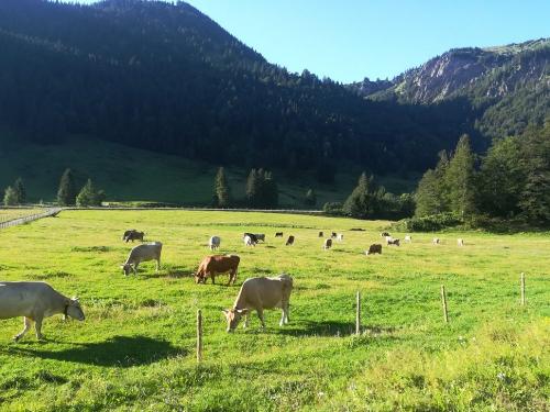 Unser Jungvieh auf der Weide
