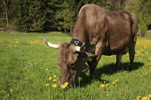 Unsere Kühe auf der Weide