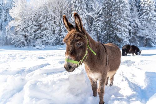 Bei uns im Winter