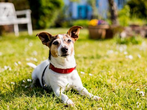 Hunde willkommen