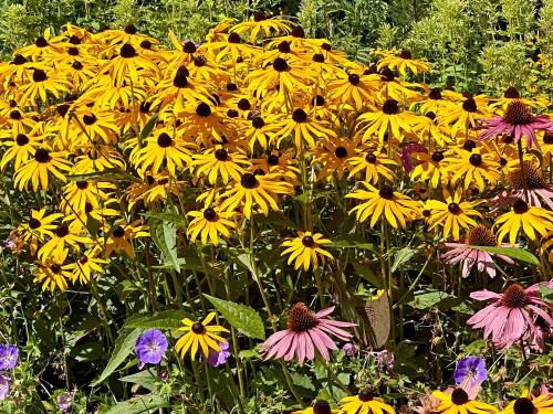 Sommerliches Blumenmeer
