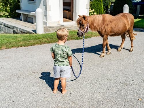 Pony führen