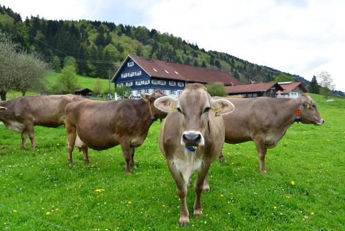unsere Kühe vor dem Hof
