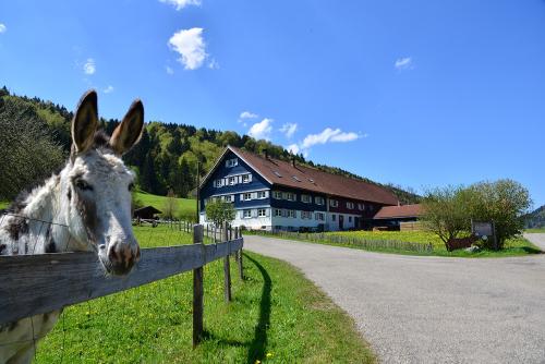 Esel Willi begrüßt euch