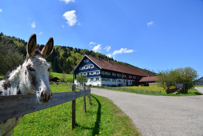 Esel Willi begrüßt euch