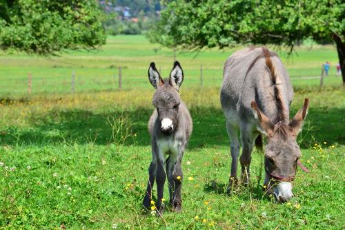 Ludwig und seine Mama