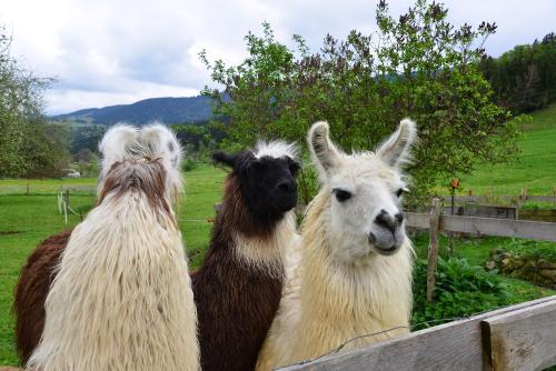 Lamas