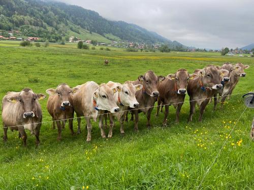 unsere Kühe
