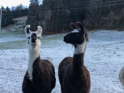 unsere Lamas