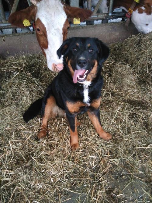 Unser Hofhund Luna