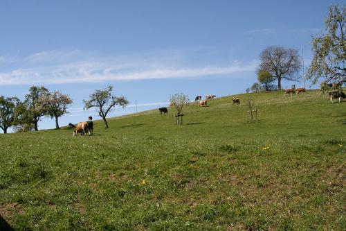 Unsere Kühe auf der Weide