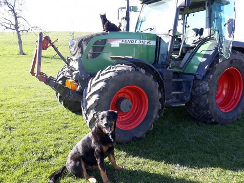 Unser Hofhund und unser FENDT