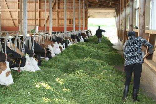 Stallarbeit