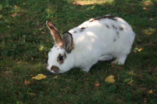 Unser Hase Schnuffi