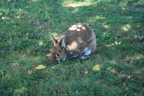 Unser Hase Pünktchen