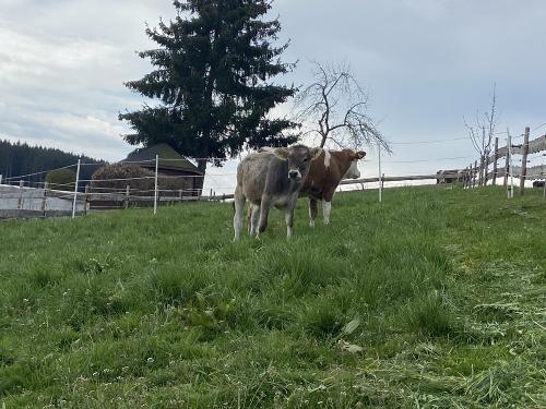 Unsere Bella auf der Weide