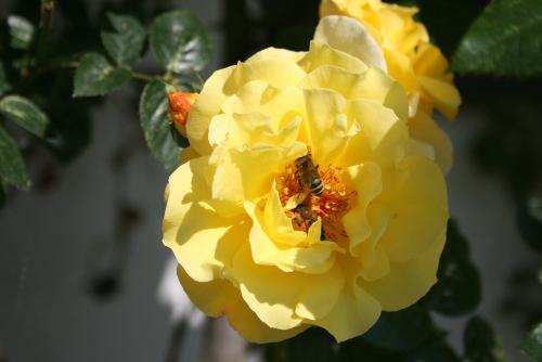 Blühende Rosen