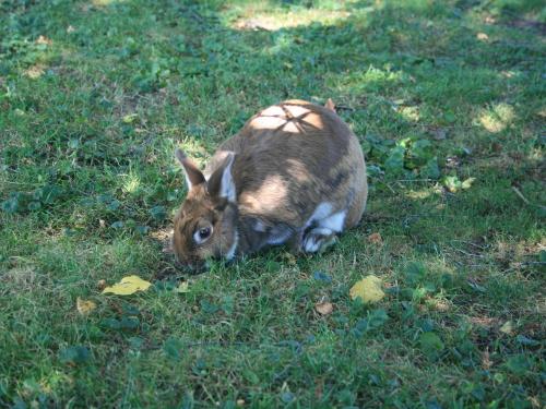 Unser Hase Pünktchen