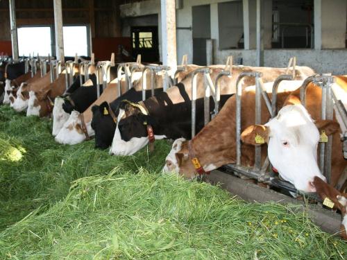 Frisches Gras für die Kühe