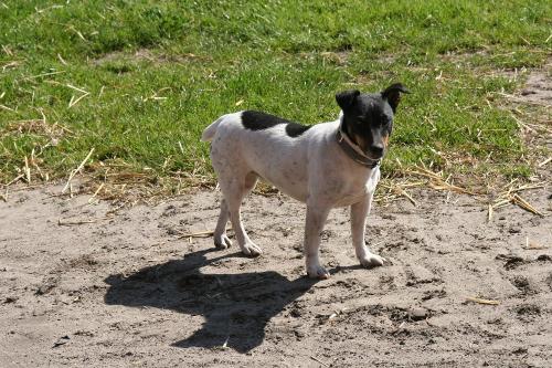 Wachhund