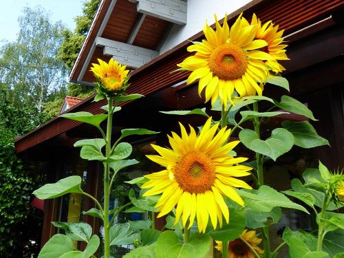Sommer im Garten