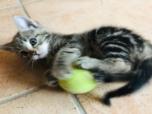 Katzenkinder