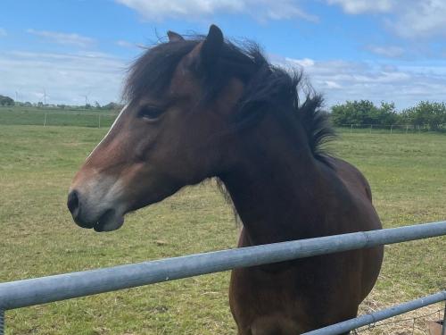 Pony Lea im Wind Pony Lea im Wind