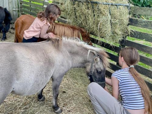 Minishettys füttern Minishettys füttern