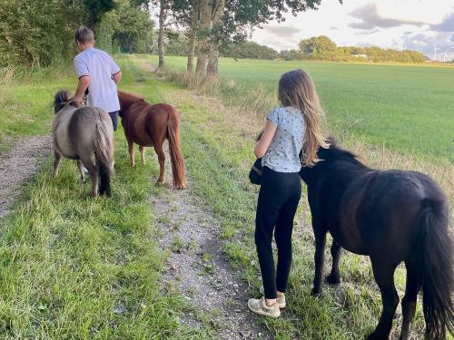 mit Minishettys spazieren gehen 1 mit Minishettys spazieren gehen 1