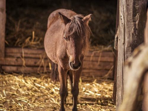pony