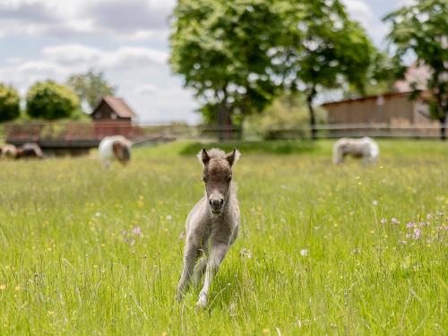 Ohr-Kinder-Tiere-18
