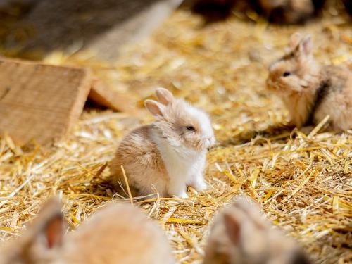 Ohr-Kinder-Tiere-73