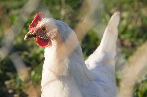 Glückliches Huhn