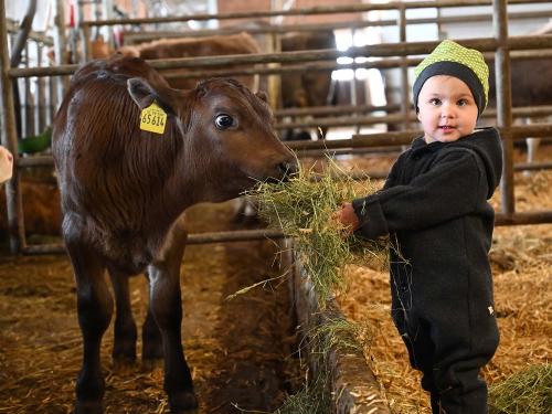 Kälbchen füttern Kälbchen füttern