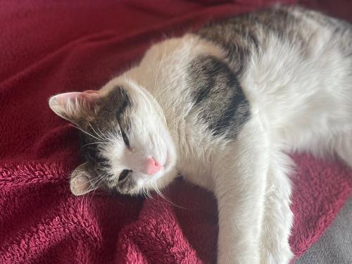 Kater Bertie Kater Bertie