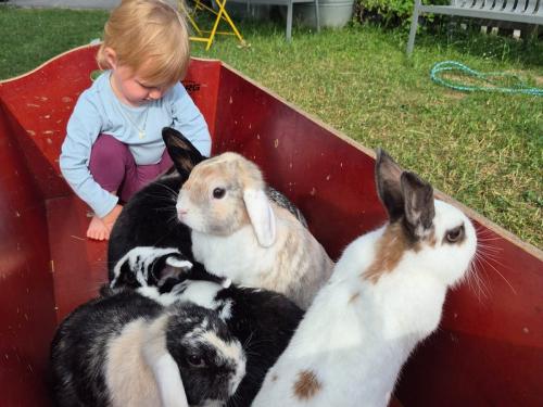 Zwergkaninchen Zwergkaninchen