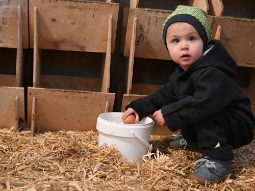 Eier sammeln Eier sammeln