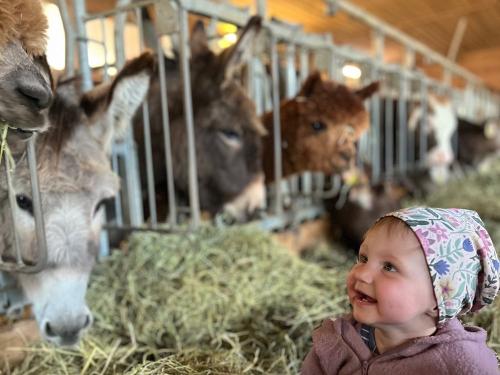 Esel und Alpakas Esel und Alpakas