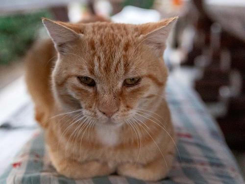 Unsere Hofkatze