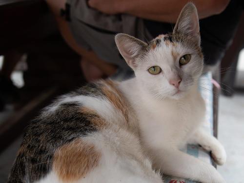 Katze Susi