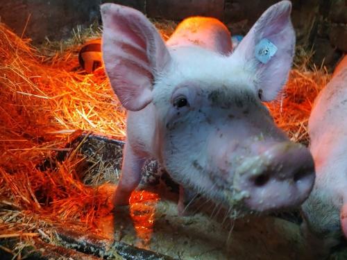 Zu Besuch bei unserem Schwein