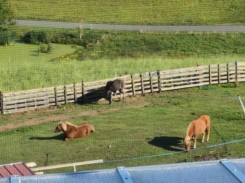 Unsere Ponybande mit Esel Moritz