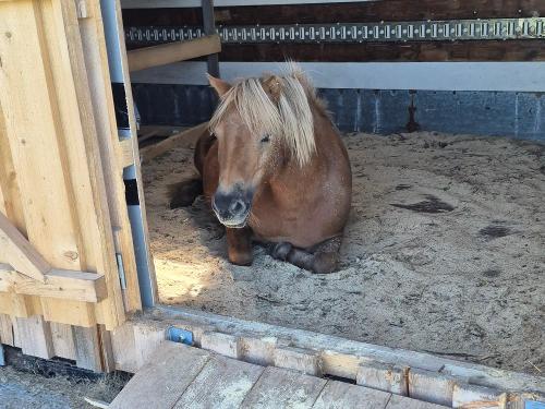 Auch unser Pony Pippi braucht eine Pause