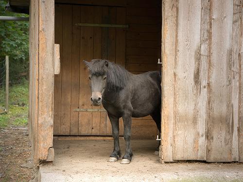 Unser Pony Fritz