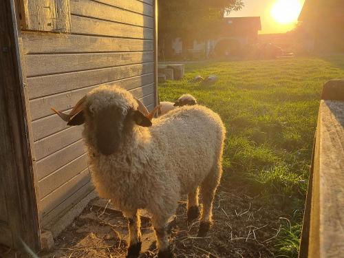 Abendsonne am Stall Abendsonne am Stall